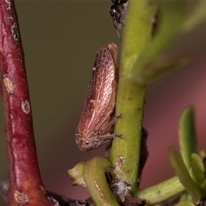 Katipo rubrivenosa at Denman Prospect, ACT - 25 Nov 2024