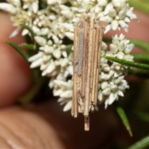 Clania lewinii & similar Casemoths (Parallel stick Case Moths) at Denman Prospect, ACT by AlisonMilton