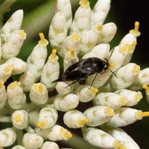 Mordella sp. (genus) (Pintail or tumbling flower beetle) at Denman Prospect, ACT by AlisonMilton