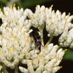 Mordella sp. (genus) at Denman Prospect, ACT - 25 Nov 2024