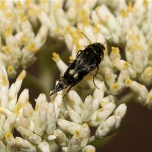 Mordella sp. (genus) at Denman Prospect, ACT - 25 Nov 2024