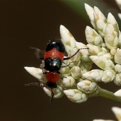 Dicranolaius cinctus (Notched-leg Red & Blue Flower Beetle) at Denman Prospect, ACT - 25 Nov 2024 by AlisonMilton