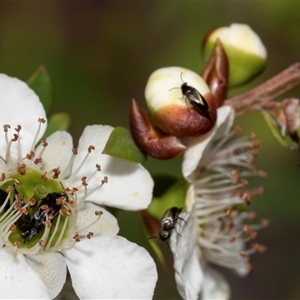 Mordella sp. (genus) (Pintail or tumbling flower beetle) at Denman Prospect, ACT by AlisonMilton