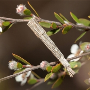 Lepidoscia arctiella (Tower Case Moth) at Denman Prospect, ACT by AlisonMilton