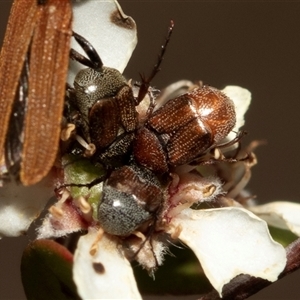 Microvalgus sp. (genus) at Denman Prospect, ACT - 25 Nov 2024