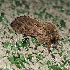 Oncopera rufobrunnea (Brown Corby) at Braidwood, NSW - 26 Nov 2024 by MatthewFrawley