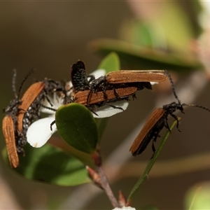 Porrostoma sp. (genus) (Lycid, Net-winged beetle) at Denman Prospect, ACT by AlisonMilton