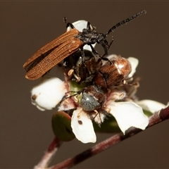 Porrostoma sp. (genus) at Denman Prospect, ACT - 25 Nov 2024 04:10 PM