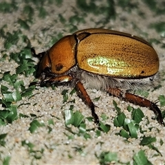 Anoplognathus suturalis (Centreline Christmas beetle) at Braidwood, NSW - 26 Nov 2024 by MatthewFrawley