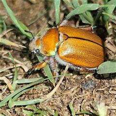 Anoplognathus hirsutus (Hirsute Christmas beetle) at Braidwood, NSW - 26 Nov 2024 by MatthewFrawley