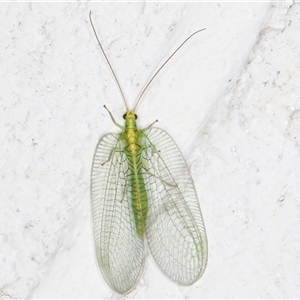 Nothancyla verreauxi (A Green Lacewing (with wide wings)) at Melba, ACT by kasiaaus