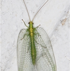 Nothancyla verreauxi at Melba, ACT - 24 Nov 2024 08:19 PM