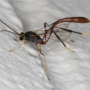 Ichneumonidae (family) (Unidentified ichneumon wasp) at Melba, ACT by kasiaaus