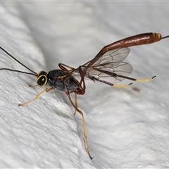 Ichneumonidae (family) at Melba, ACT - 24 Nov 2024 11:07 PM