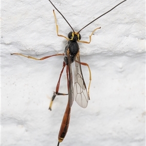 Ichneumonidae (family) at Melba, ACT - 24 Nov 2024