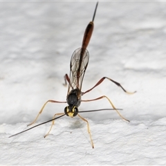 Ichneumonidae (family) at Melba, ACT - 24 Nov 2024