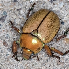 Anoplognathus suturalis at Melba, ACT - 24 Nov 2024 11:11 PM