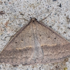 Epidesmia tryxaria at Melba, ACT - 24 Nov 2024