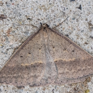 Epidesmia tryxaria at Melba, ACT - 24 Nov 2024