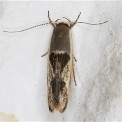 Stathmopoda megathyma (A concealer moth) at Melba, ACT - 24 Nov 2024 by kasiaaus