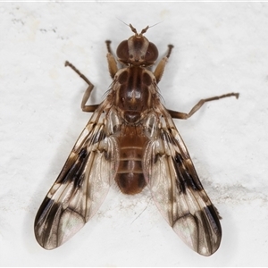 Cardiacera sp. (genus) (Scarab Fly) at Melba, ACT by kasiaaus