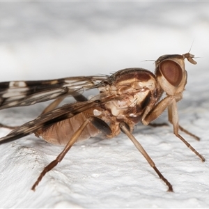 Cardiacera sp. (genus) at Melba, ACT - 24 Nov 2024