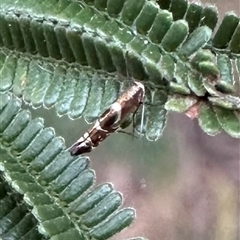 Polysoma eumetalla (Lizard Moth/ Wattle Gall Miner) at Ainslie, ACT - 22 Nov 2024 by Pirom