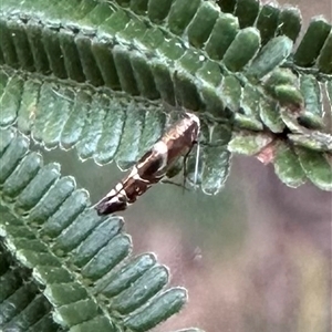 Polysoma eumetalla (Lizard Moth) at Ainslie, ACT by Pirom