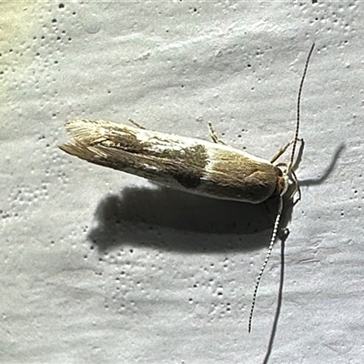 Stathmopoda megathyma (A concealer moth) at Ainslie, ACT - 26 Nov 2024 by Pirom