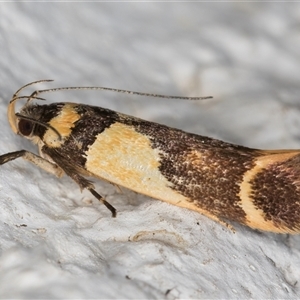 Macrobathra chrysotoxa at Melba, ACT - 24 Nov 2024 11:20 PM