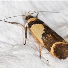 Macrobathra chrysotoxa at Melba, ACT - 24 Nov 2024