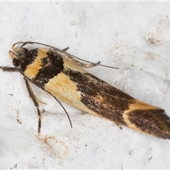 Macrobathra chrysotoxa at Melba, ACT - 24 Nov 2024