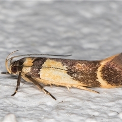 Macrobathra chrysotoxa at Melba, ACT - 24 Nov 2024