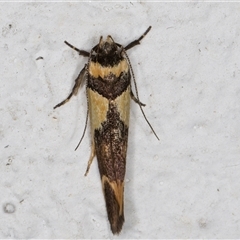 Macrobathra chrysotoxa at Melba, ACT - 24 Nov 2024