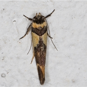 Macrobathra chrysotoxa at Melba, ACT - 24 Nov 2024