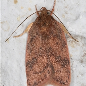 Oligoloba severa at Melba, ACT - 24 Nov 2024 11:16 PM