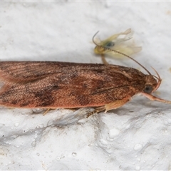 Oligoloba severa at Melba, ACT - 24 Nov 2024 11:16 PM