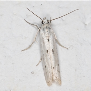 Phycitodes melanosticta (A Pyralid moth (Phycitinae) at Melba, ACT by kasiaaus