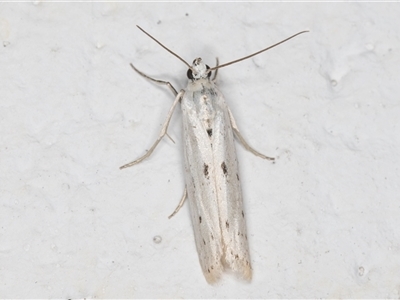 Phycitodes melanosticta (A Pyralid moth (Phycitinae) at Melba, ACT - 24 Nov 2024 by kasiaaus