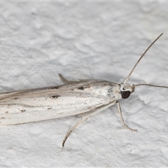 Phycitodes melanosticta at Melba, ACT - 24 Nov 2024