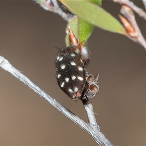 Diphucrania duodecimmaculata at Denman Prospect, ACT - 25 Nov 2024