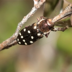 Diphucrania duodecimmaculata at Denman Prospect, ACT - 25 Nov 2024