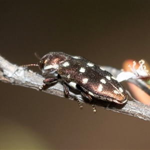 Diphucrania duodecimmaculata at Denman Prospect, ACT - 25 Nov 2024