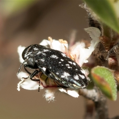 Diphucrania sp. (genus) (Jewel Beetle) at Denman Prospect, ACT - 25 Nov 2024 by AlisonMilton