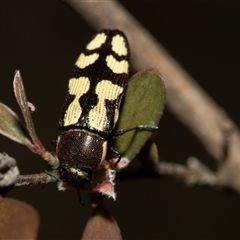 Castiarina decemmaculata (Ten-spot Jewel Beetle) at Denman Prospect, ACT - 25 Nov 2024 by AlisonMilton