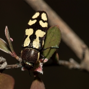 Castiarina decemmaculata at Denman Prospect, ACT - 25 Nov 2024 04:02 PM