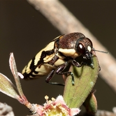 Castiarina decemmaculata at Denman Prospect, ACT - 25 Nov 2024 04:02 PM