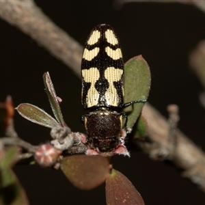 Castiarina decemmaculata at Denman Prospect, ACT - 25 Nov 2024 04:02 PM