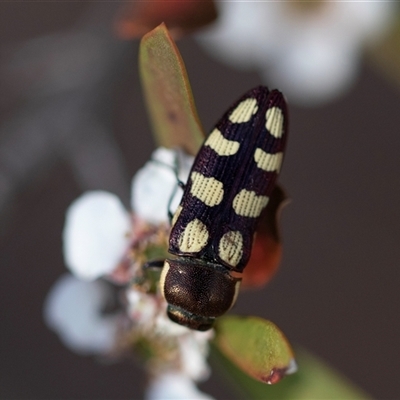 Castiarina decemmaculata (Ten-spot Jewel Beetle) at Denman Prospect, ACT - 25 Nov 2024 by AlisonMilton