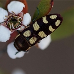 Castiarina decemmaculata at Denman Prospect, ACT - 25 Nov 2024 04:26 PM